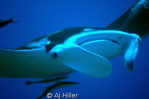 Giant manta and accompanying remora fish; shot on Nikon D... by Aj Hiller 